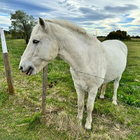 Saint-Laurent-dʼAigouze Le Mazet Sooksabai, Confort, Charme Et Decouverte En Petite Camargue מראה חיצוני תמונה