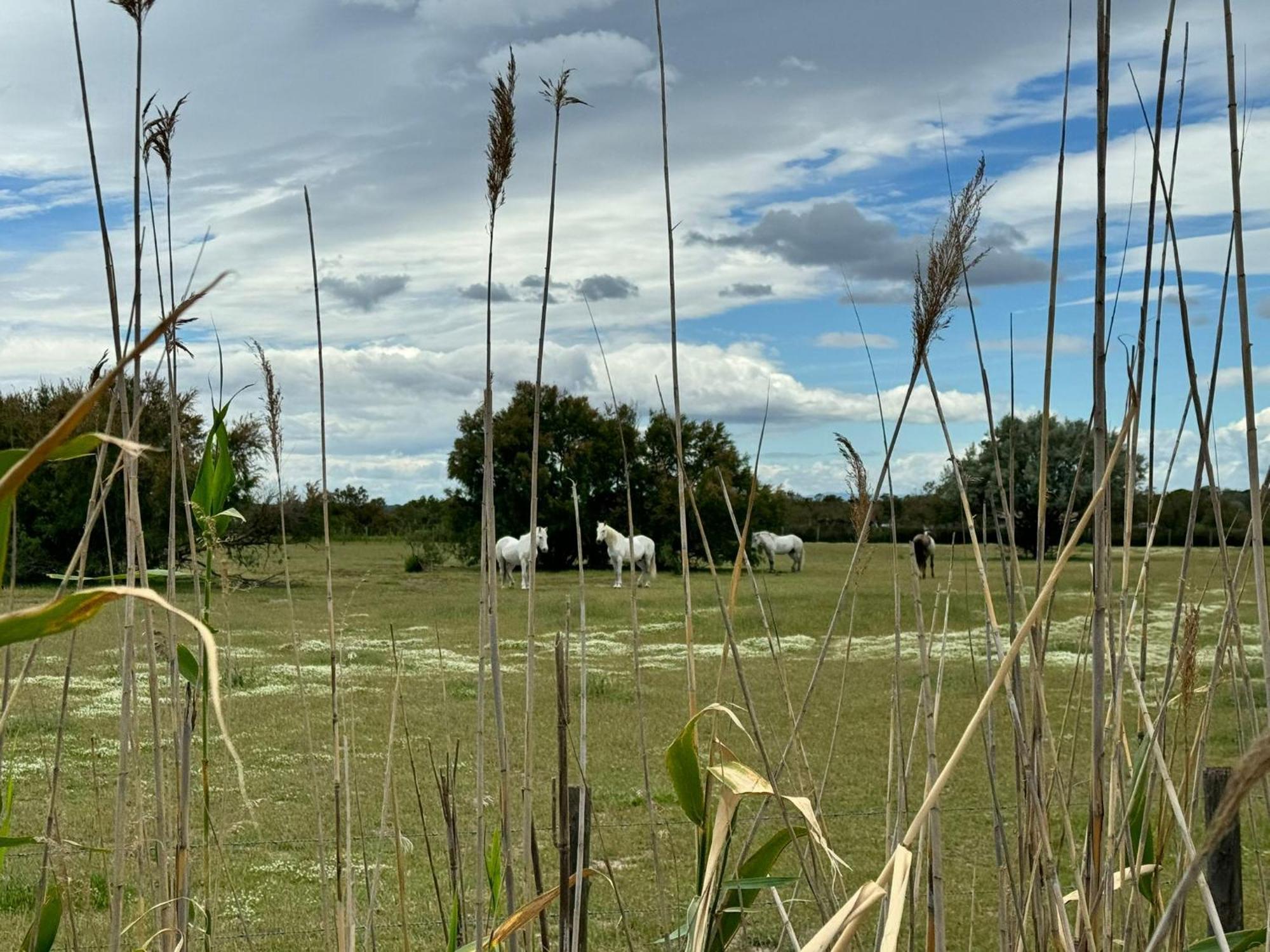 Saint-Laurent-dʼAigouze Le Mazet Sooksabai, Confort, Charme Et Decouverte En Petite Camargue מראה חיצוני תמונה